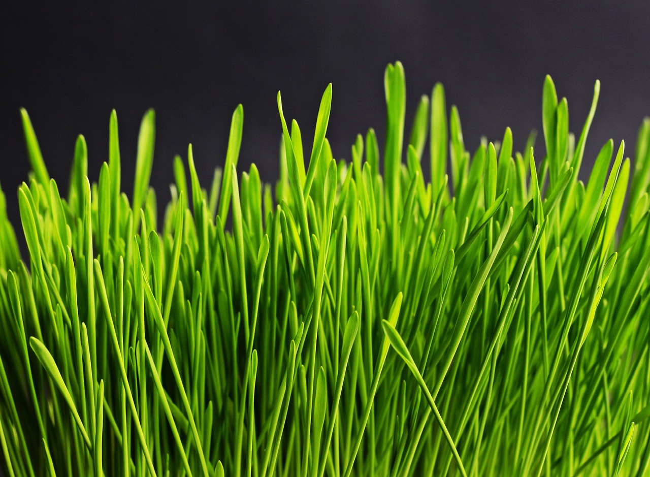 grass, green, grass blades-534873.jpg
